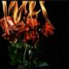 What begins as an innocent flirtation, becomes a deadly obsession...
