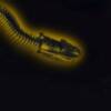 A highlighted snake skeleton.