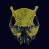 Monkjack skull. The Monkjack Deer (Muntjac) aka Barking Deer, are the oldest known deer, believed to exist since 15-35 million years ago.