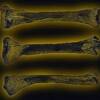 A highlighted image of animal bones.