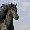 Marco, the magnificent Friesian stallion. From The Awakening, Book I.